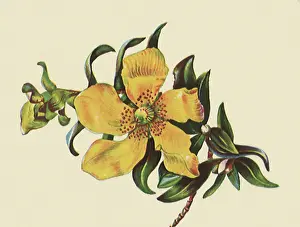 Lanceolatum: Hypericum Lanceolatum