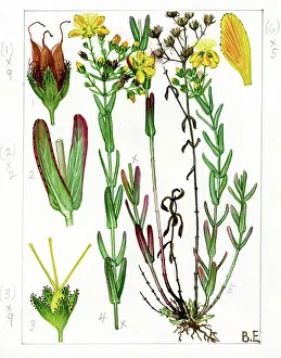 Wort: Hypericum linarifolium - St John's wort