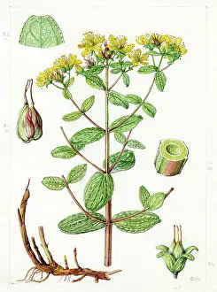 Gwen: Hypericum maculatum - spotted St. Johnswort
