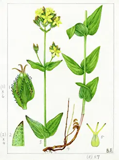 Wort: Hypericum montanum - pale St. John's wort