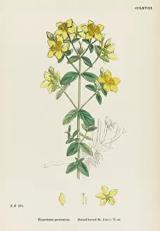 Dotted: HYPERICUM PERFORATUM