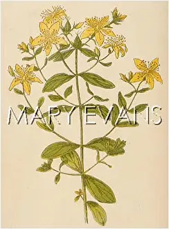 Perforated: HYPERICUM PERFORATUM