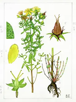 Buckfastleigh: Hypericum perforatum - St John's-wort