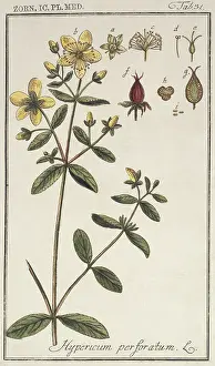Wort: Hypericum perforatum, St. John's wort