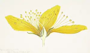 Wort: Hypericum perforatum, St. Johnswort