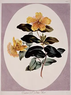 Fabidae: Hypericum perforatum, St. Johnswort