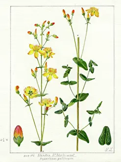 Snelling: Hypericum Pulchrum - slender St John's-wort