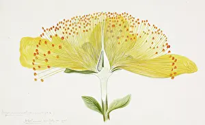 Wort: Hypericum sp. St. Johnswort