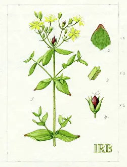 Dots: Hypericum tetrapterum - St. Peter's wort