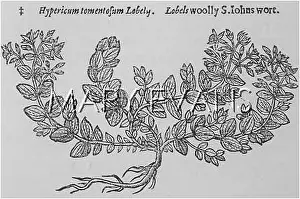 Hypericum: HYPERICUM TOMENTOSUM
