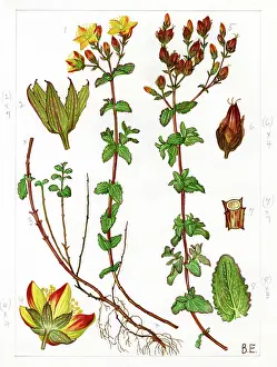 Wort: Hypericum undulatum - wavy St Johns Wort