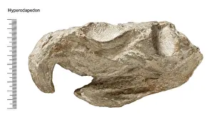 Palaeo: Hyperodapedon
