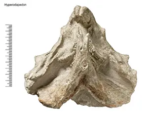 Palaeo: Hyperodapedon