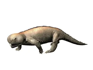 Archosaur: Hyperodapedon is a rhynchosaur from the Late Triassic