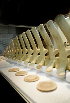 Vertebra: Hyperoodon ampullatus, northern bottlenose whale