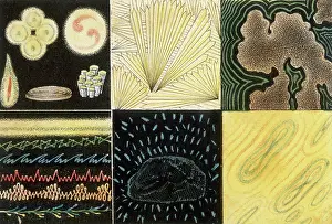 Threshold: HYPNAGOGIC IMAGES