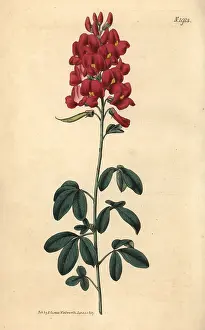 Couchman: Hypocalyptus coluteoides