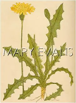 Rooted: HYPOCHAERIS RADICATA