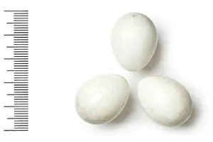 Eggshell: Hypocolius ampelinus, grey hypocolius