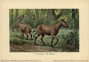 Reichardt: Hypohippus, extinct genus of three-toed horse