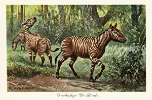 Tiere Der Urwelt: Hypohippus, extinct genus of three-toed horse, Miocene