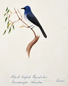 Bushby: Hypothymis azurea, black-naped monarch