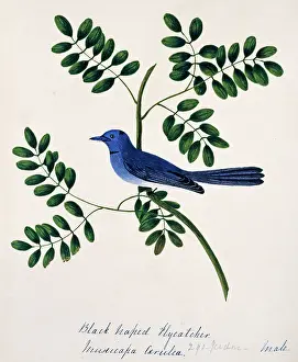 Bushby: Hypothymis azurea, black-naped monarch