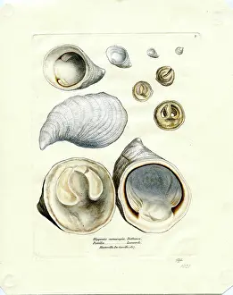 Patella: Hypponyx cornucopia & Patella, Hauteville, De Gerville