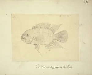 Ray Finned: Hypselecara coryphaenoides