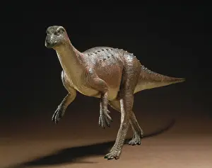 Hypsilophodon: Hypsilophodon