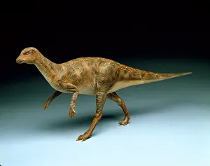 Hypsilophodon: Hypsilophodon