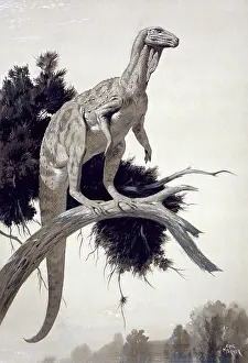 Neave: Hypsilophodon