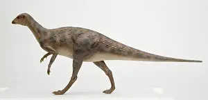 Euornithopoda: Hypsilophodon