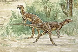 Euornithopoda: Hypsilophodon