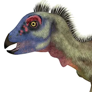 Hypsilophodon: Hypsilophodon dinosaur head