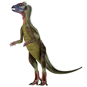 Rearing: Hypsilophodon dinosaur, white background