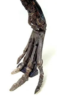 Phanerozoic: Hypsilophodon foot