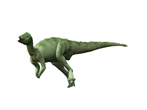 Hypsilophodon: Hypsilophodon foxii dinosaur