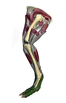 Hypsilophodon: Hypsilophodon leg