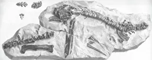 Dinkel: Hypsilophodon skeleton