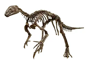 Hypsilophodon: Hypsilophodon skeleton