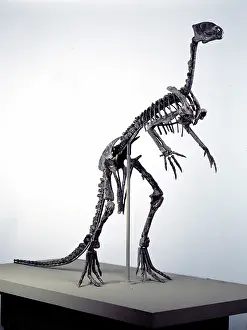 Euornithopoda: Hypsilophodon skeleton