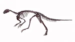 Euornithopoda: Hypsilophodon skeleton