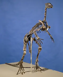 Euornithopoda: Hypsilophodon skeleton