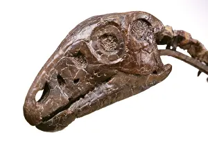 Euornithopoda: Hypsilophodon skull