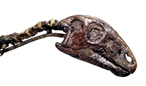 Phanerozoic: Hypsilophodon skull