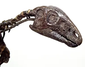 Phanerozoic: Hypsilophodon skull