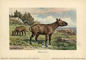 Tiere: Hyracodon, an extinct genus of fast-running