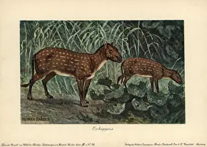 Tiere: Hyracotherium or Eohippus, the dawn horse