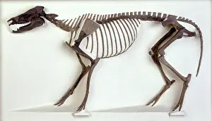 Odd Toed: Hyracotherium skeleton
